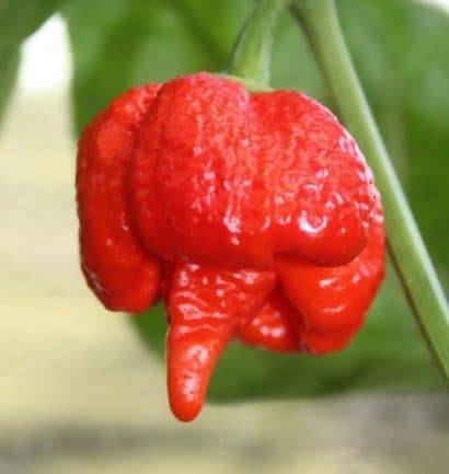 sementes de trinidad scorpion pimenta nuclear 1120 e1495852417557