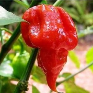 sementes de trinidad scorpion pimenta nuclear 1447 e1495738142534