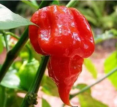 sementes de trinidad scorpion pimenta nuclear 1447 e1495738142534