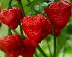 sementes de trinidad scorpion pimenta nuclear 2040 e1495738202373