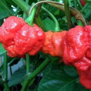 Comprar Sementes de Trinidad Scorpion (Pimenta Nuclear)