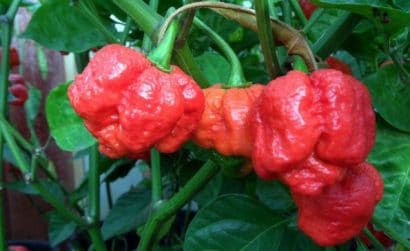 Comprar Sementes de Trinidad Scorpion (Pimenta Nuclear)