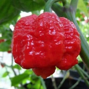 sementes de trinidad scorpion pimenta nuclear 4354 e1495738087686