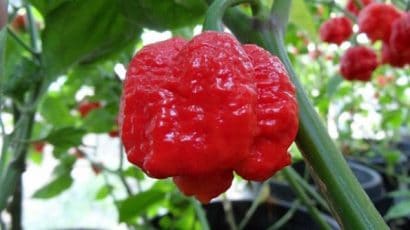 sementes de trinidad scorpion pimenta nuclear 4354 e1495738087686