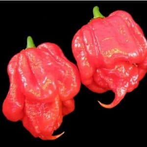 sementes de trinidad scorpion pimenta nuclear 4727 e1495738695976