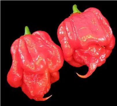 sementes de trinidad scorpion pimenta nuclear 4727 e1495738695976