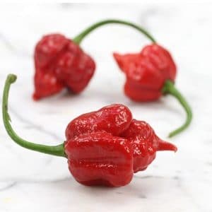 sementes de trinidad scorpion pimenta nuclear 5757 e1495738060377