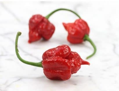 sementes de trinidad scorpion pimenta nuclear 5757 e1495738060377