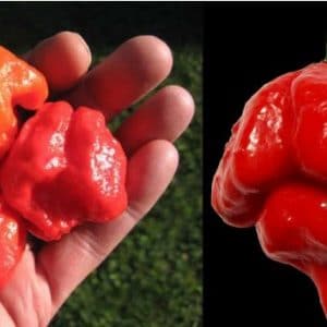 sementes de trinidad scorpion pimenta nuclear 5930 e1495738355226