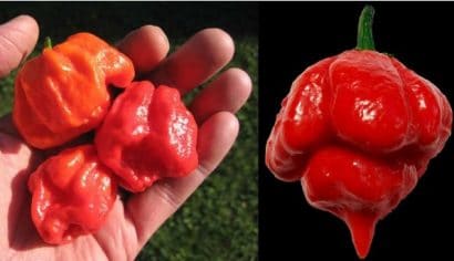 sementes de trinidad scorpion pimenta nuclear 5930 e1495738355226