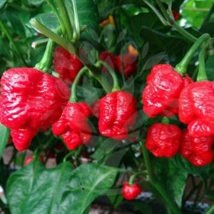 sementes de trinidad scorpion pimenta nuclear 6134 e1495738281115