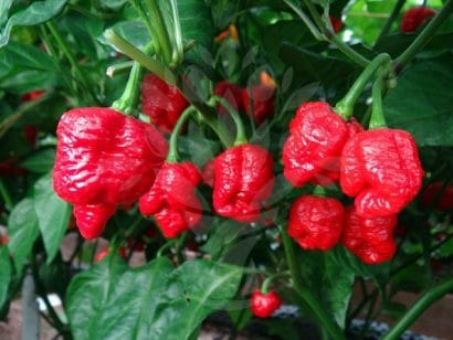 sementes de trinidad scorpion pimenta nuclear 6134 e1495738281115