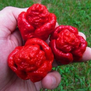 sementes de trinidad scorpion pimenta nuclear 6424 e1495740370307