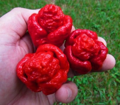 sementes de trinidad scorpion pimenta nuclear 6424 e1495740370307