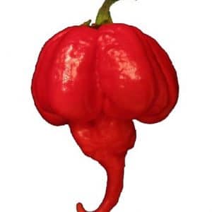 sementes de trinidad scorpion pimenta nuclear 7844 e1495738177345