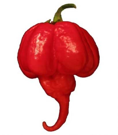 sementes de trinidad scorpion pimenta nuclear 7844 e1495738177345