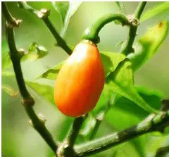 sementes online de pimenta fidalga 0019 e1495748250622