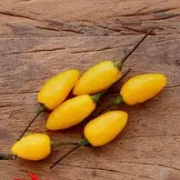sementes online de pimenta fidalga 1996 e1495748422967