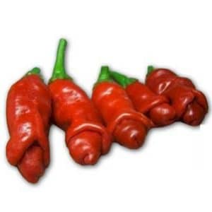 sementes online de pimenta peter pepper 1266 e1495749403128