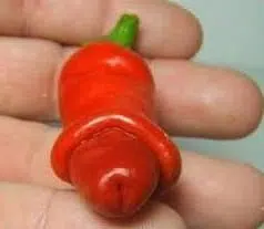 sementes online de pimenta peter pepper 1441 e1495749516432