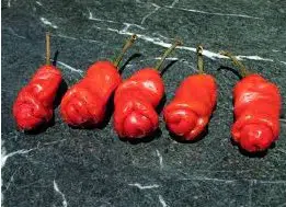 sementes online de pimenta peter pepper 1577 e1495749307589