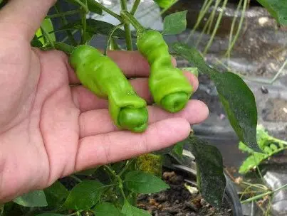 sementes online de pimenta peter pepper 1656 e1495749450670
