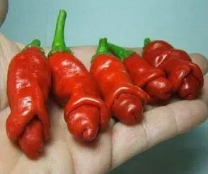 sementes online de pimenta peter pepper 1680 e1495749225565