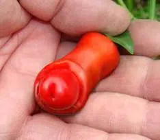sementes online de pimenta peter pepper 5452 e1495749473499
