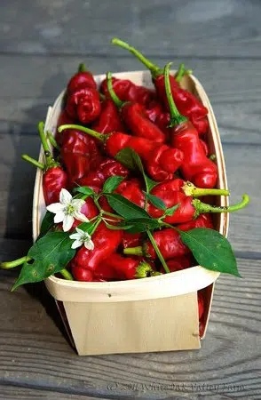 sementes online de pimenta peter pepper 5562 e1495749426210