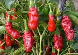 sementes online de pimenta peter pepper 7569 e1495749363708