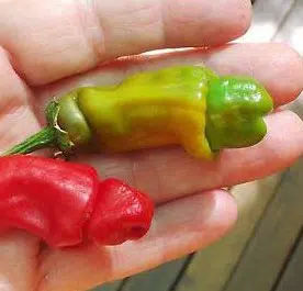 sementes online de pimenta peter pepper 9647 e1495749495630