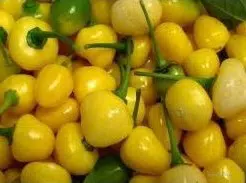 sementes online pimenta cumari do para