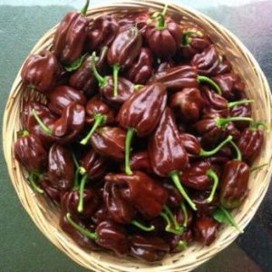 sementes pimenta chocolate habanero 0104 e1495812971213