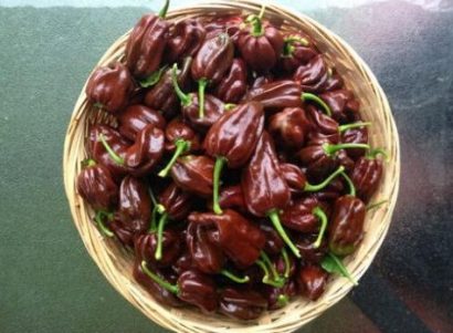 sementes pimenta chocolate habanero 0104 e1495812971213