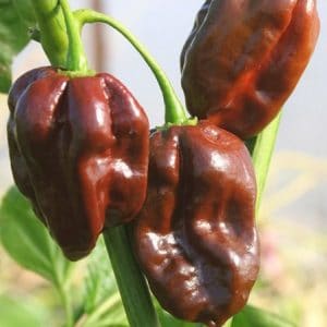 sementes pimenta chocolate habanero 0567 e1495813196868