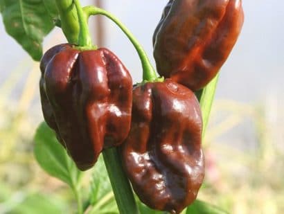 sementes pimenta chocolate habanero 0567 e1495813196868