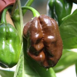 sementes pimenta chocolate habanero 0788