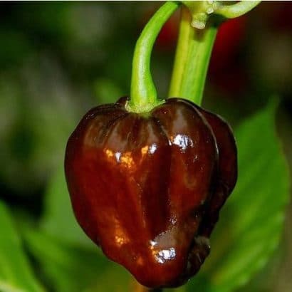 sementes pimenta chocolate habanero 1064 e1495813174766