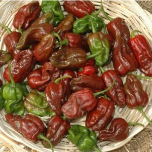 sementes pimenta chocolate habanero 2479 e1495813307992