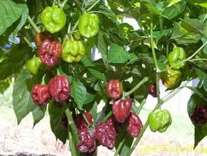 sementes pimenta chocolate habanero 4094 e1495812873276