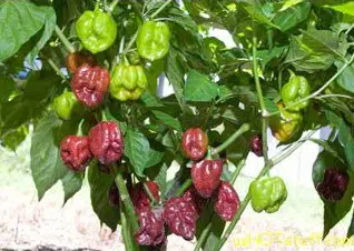 sementes pimenta chocolate habanero 4094 e1495812873276