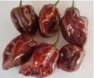 sementes pimenta chocolate habanero 5 e1495813058867