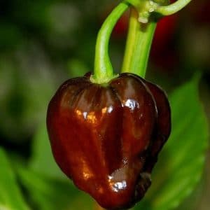 sementes pimenta chocolate habanero 5898 e1495812900747