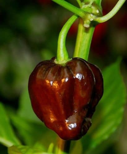 sementes pimenta chocolate habanero 5898 e1495812900747