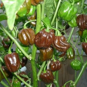 sementes pimenta chocolate habanero 5982 e1495813328374