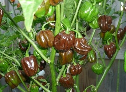 sementes pimenta chocolate habanero 5982 e1495813328374