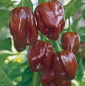 sementes pimenta chocolate habanero 7873 e1495813251986