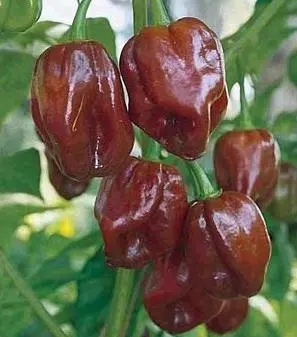 sementes pimenta chocolate habanero 7873 e1495813251986