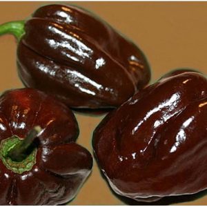 sementes pimenta chocolate habanero 9007