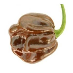 sementes pimenta chocolate habanero 9870 e1495813223605